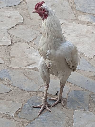 اصلی مرع سفید چونچ سفید پاوں