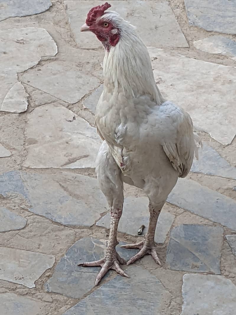 اصلی مرع سفید چونچ سفید پاوں 0