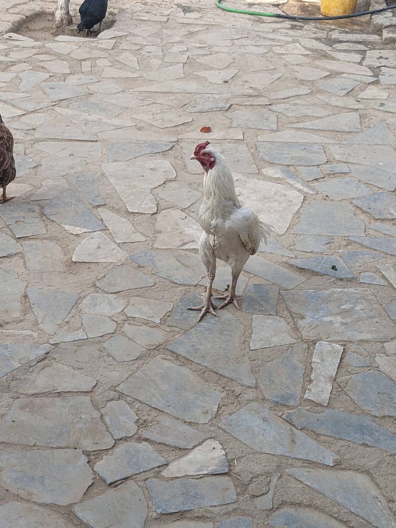 اصلی مرع سفید چونچ سفید پاوں 1