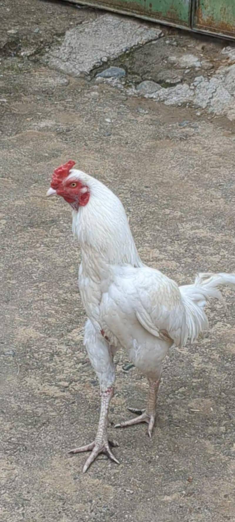 اصلی مرع سفید چونچ سفید پاوں 2