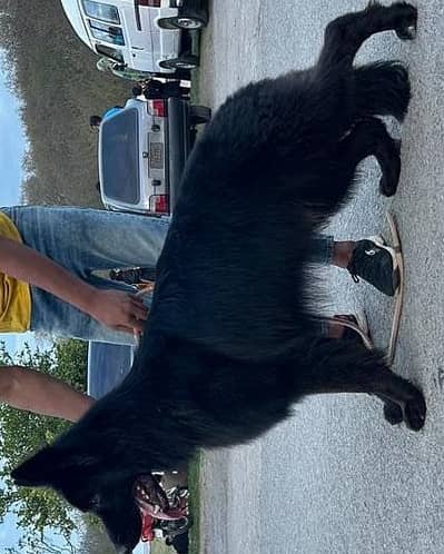 Pedigree 12 months black long coat german shepherd from champion line