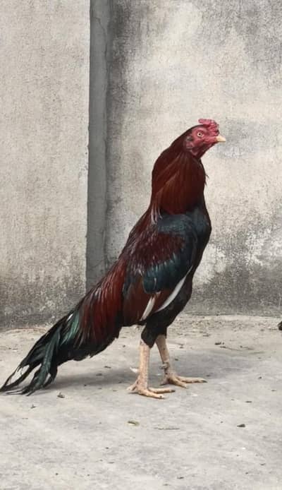 Aseel Lakha Mianwali