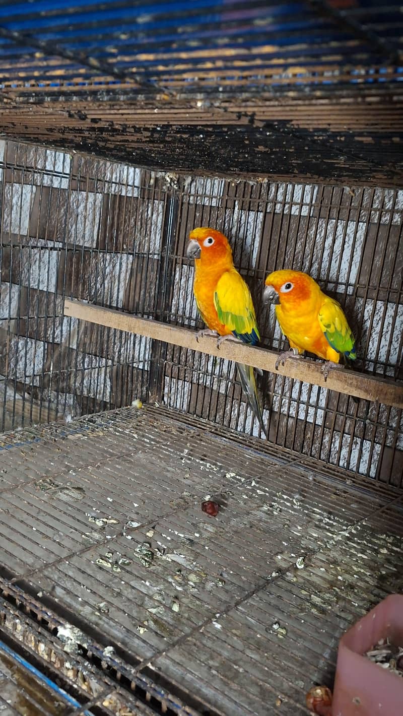 sun conure 0