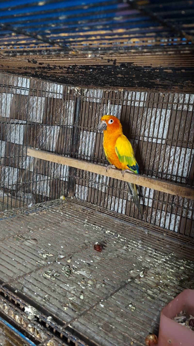 sun conure 1