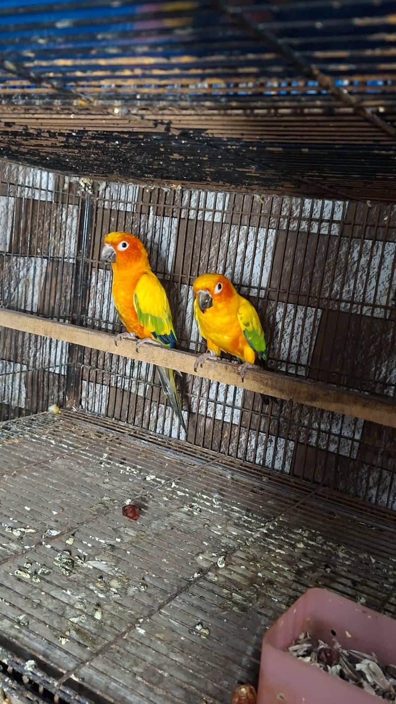 sun conure 2