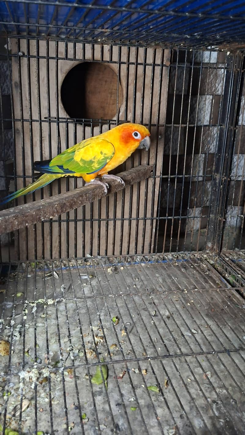 sun conure 3