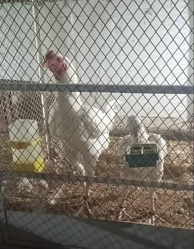 Heera Parrot beak Qandhari/ Kandhari Aseel