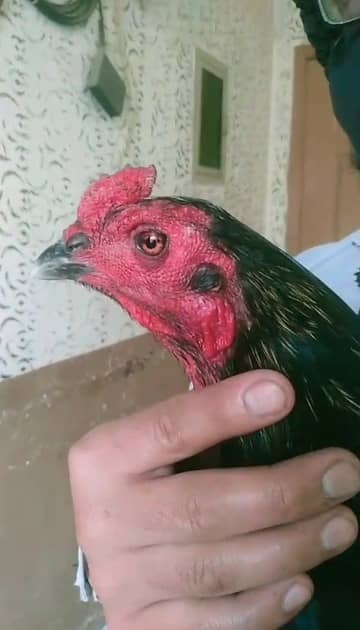 Aseel Thai /Aseel pakoya Aseel Patha/ pure aseel / long high quality