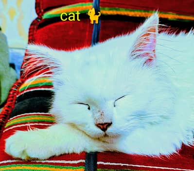 perison cat for sale aurgent