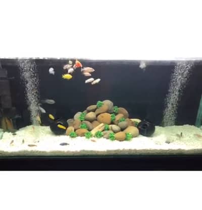 Aquarium For Sale