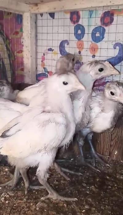 White Austrolop Heritage Chicks