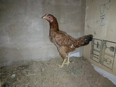 Aseel Brown Hen Murgi