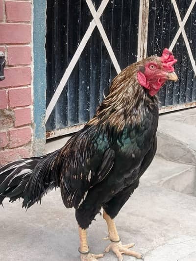 Aseel lasani for sale red shade main blue ring eyes hai mashallah