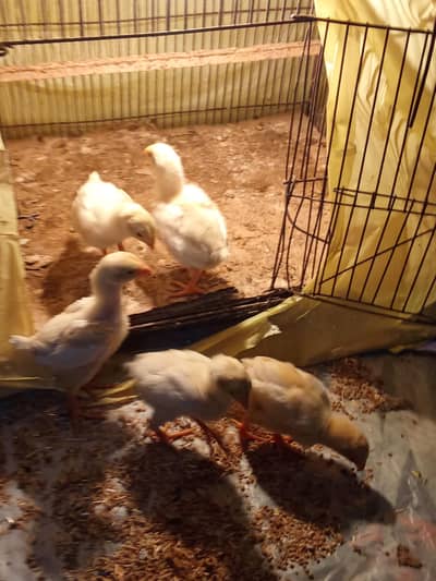 White German long height white shamo chicks ,  mobile no 03214272302
