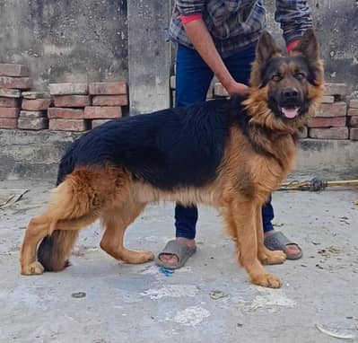 Top quality imported blood line German Shepherd male