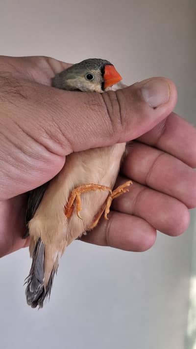 Mutation Finches in exhibition and under sizes