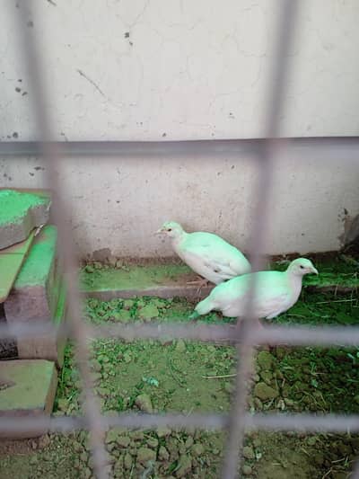 Teetar All types/Species