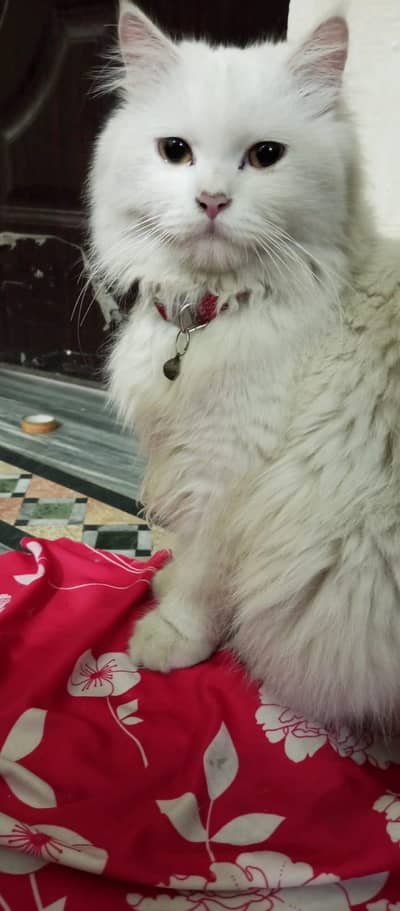 Persian male for sale in Lahore