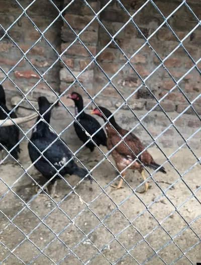 eggs lying Mix hens Desi , aseel and golden mistri