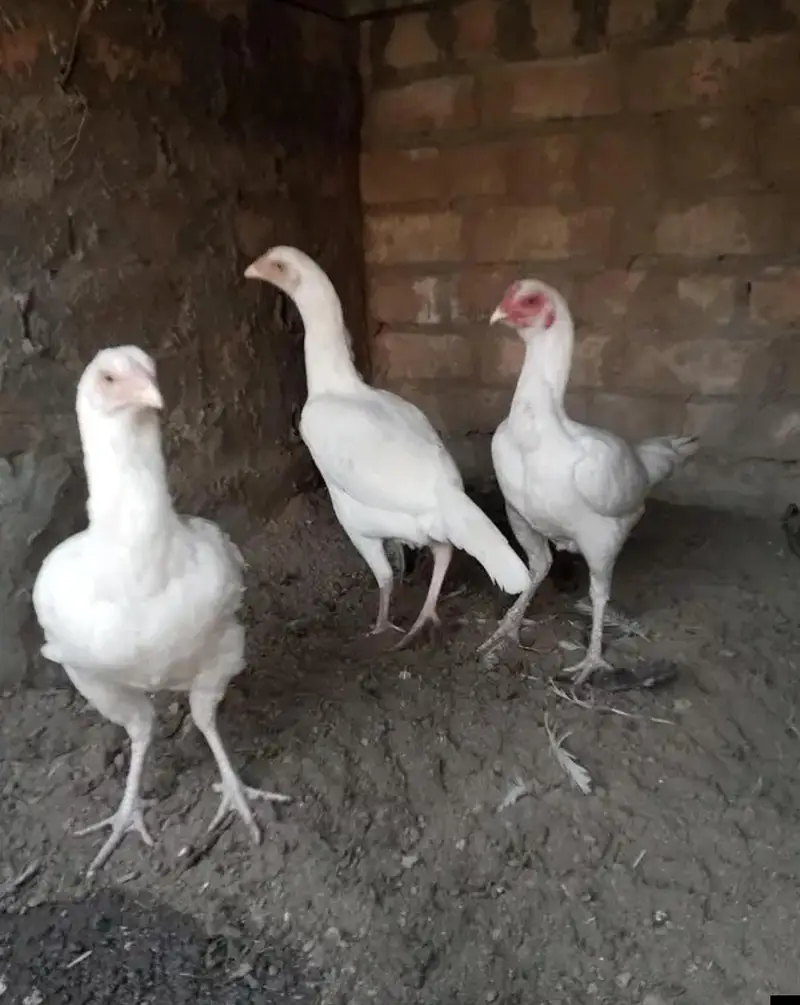 eggs lying Mix hens Desi , aseel and golden mistri — photo 2