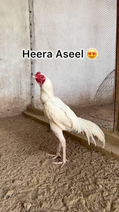 white Heera aseel chicks available