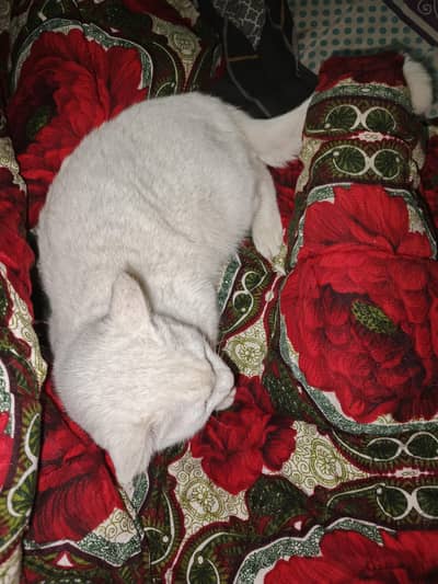 Local persian mix breed cat