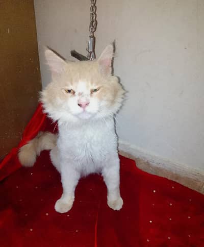 Beautiful Semi-Punch Face Persian Male Cat, Simba