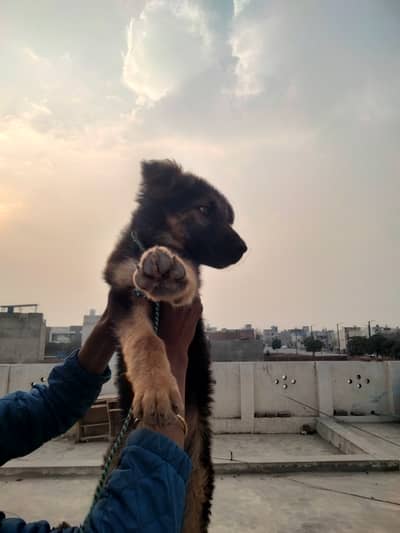 German shepherd assassin's age 2 months