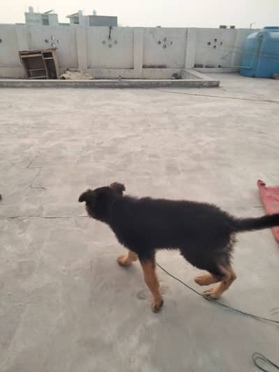 German shepherd assassin's age 2 months