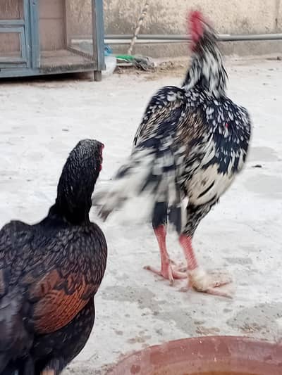 Aseel cina madia murga or miawali murgi