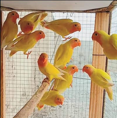 Lovebird Lutino For Sale | Total 9
