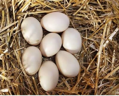 ducks or duck eggs also