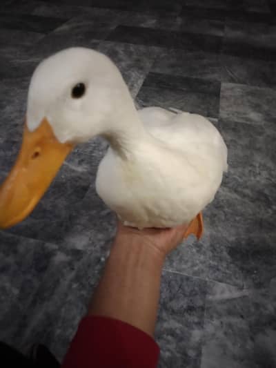 ducks or duck eggs also