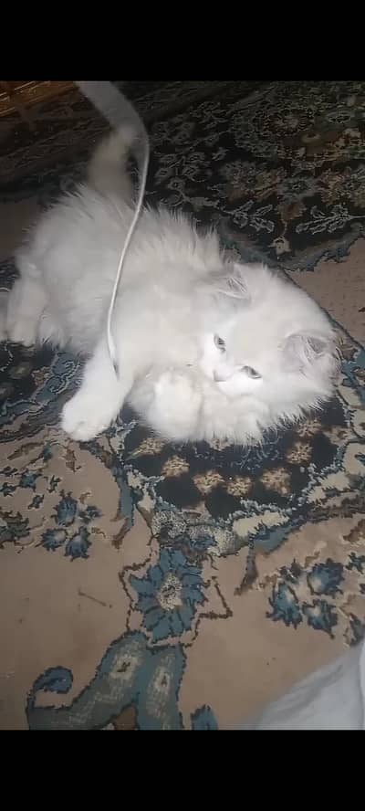 Pershion Cat triple cote