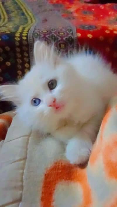 persion cat for sale