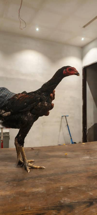 thai/vait cross ke bachy hn high quality male ha dono