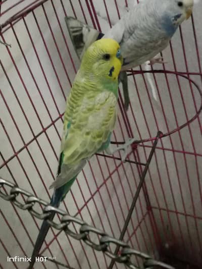 Budgies