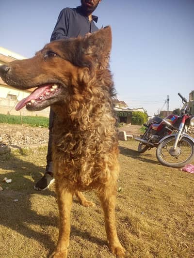 8 months age  price ha 40 k a or male ha  serf lene wale rabta kare