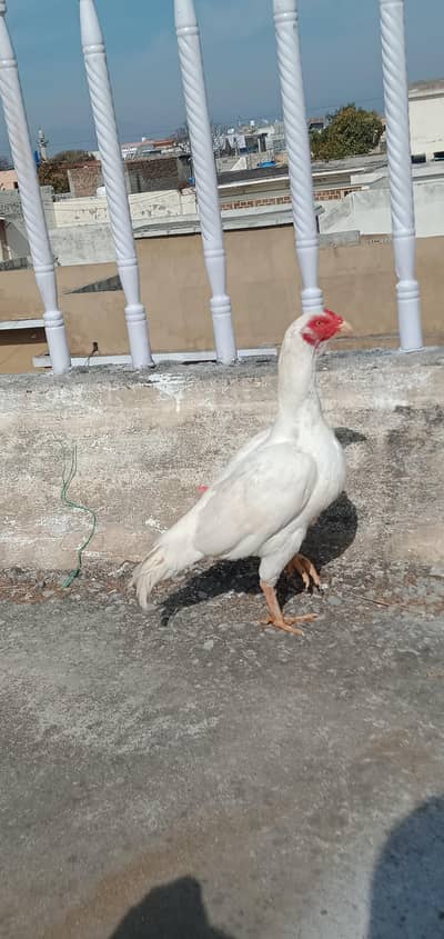 White paper white aseel madi for sale contact number 03301387859