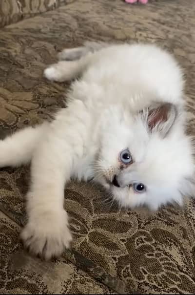 persian kitten