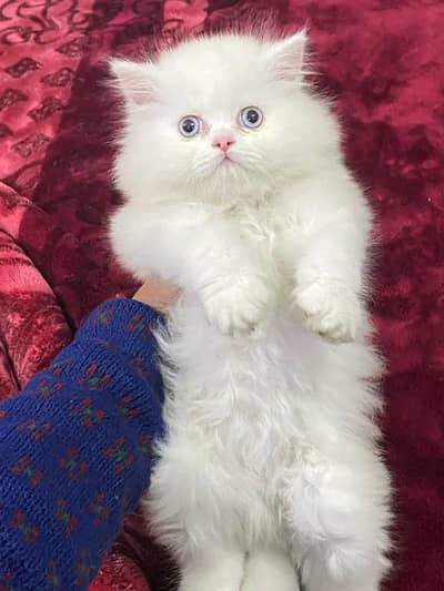 Persian cat 2 month age My WhatsApp number 03400165593 for sale