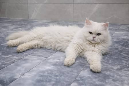 Persian Female Cat for Sale