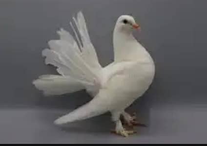 beautiful and strong