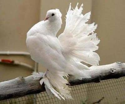 healthy beautiful and strong high flying