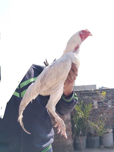 very beautiful Aseel hens home breed for sale