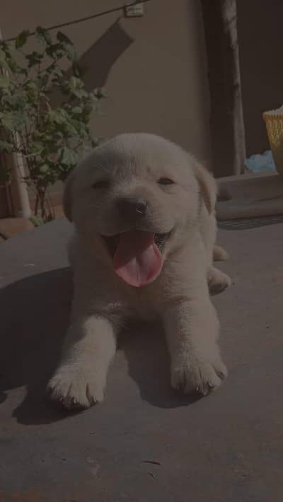 Pedigree British Labrador puppies are available for sale