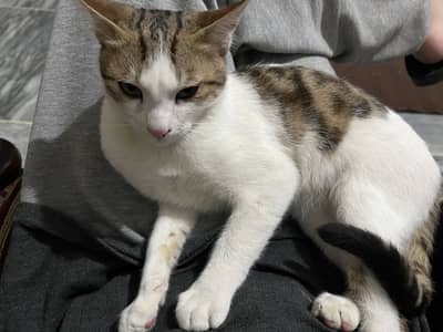 Cat Up For Adoption!