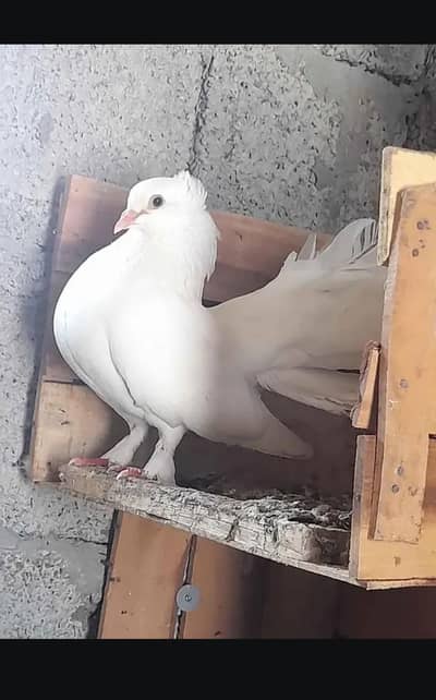 PURE LUCKY PIGEON