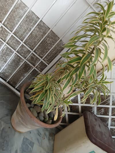 Large Healthy Song of India (Dracaena) with Decorative Stones & Pot