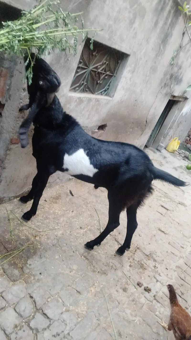 Bakra